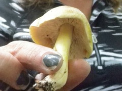 Tricholoma sejunctum