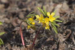 Gymnospermium altaicum