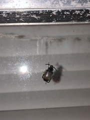 Pachymerus nucleorum