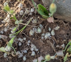 Psilocarphus brevissimus