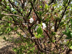 Prunus