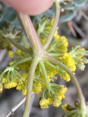 Lomatium donnellii