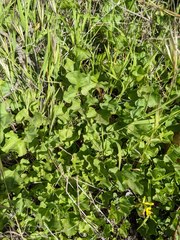 Dichondra occidentalis