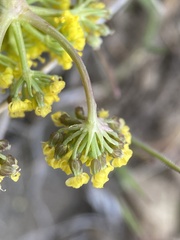 Lomatium donnellii
