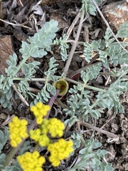 Lomatium donnellii