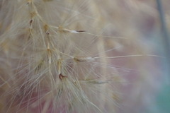 Miscanthus nepalensis