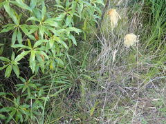 Miscanthus nepalensis