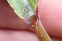 Miscanthus nepalensis