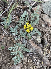 Lomatium donnellii