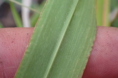 Miscanthus nepalensis