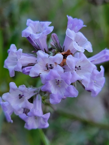 California yerba santa (Eriodictyon californicum)