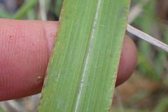 Miscanthus nepalensis