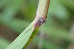 Miscanthus nepalensis