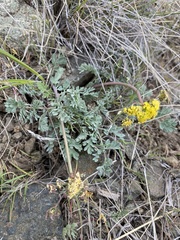 Lomatium donnellii