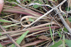 Miscanthus nepalensis