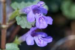 Glechoma hederacea