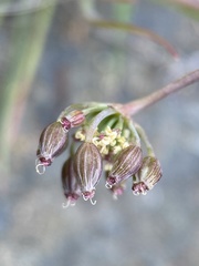 Lomatium donnellii