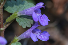 Glechoma hederacea