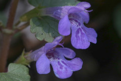 Glechoma hederacea