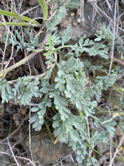 Lomatium donnellii