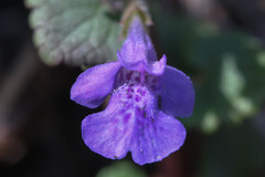 Glechoma hederacea