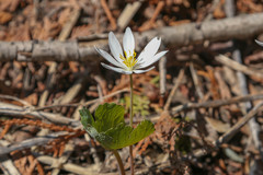 Sanguinaria canadensis