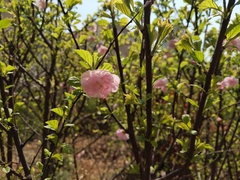 Prunus