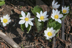 Sanguinaria canadensis