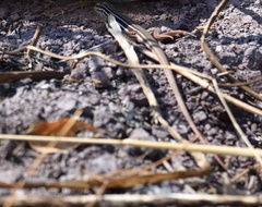 Aspidoscelis gularis