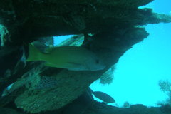 Lutjanus argentiventris