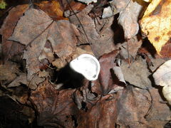 Helvella macropus
