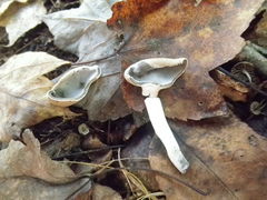 Helvella macropus