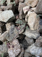 Lomatium hendersonii