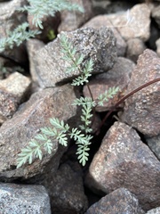 Lomatium hendersonii
