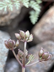 Lomatium hendersonii