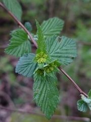 Neviusia alabamensis