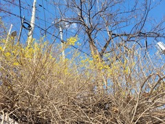 Forsythia koreana