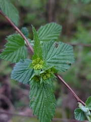 Neviusia alabamensis