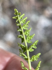 Woodsia oregana