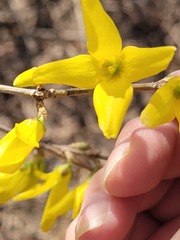 Forsythia koreana
