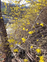 Forsythia koreana