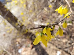 Forsythia koreana
