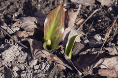 Erythronium tuolumnense