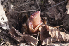 Cardiocrinum cordatum