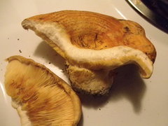Lactarius psammicola
