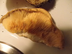 Lactarius psammicola