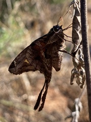 Chioides
