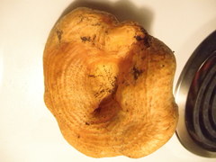 Lactarius psammicola
