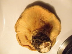Lactarius psammicola