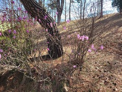 Rhododendron mucronulatum